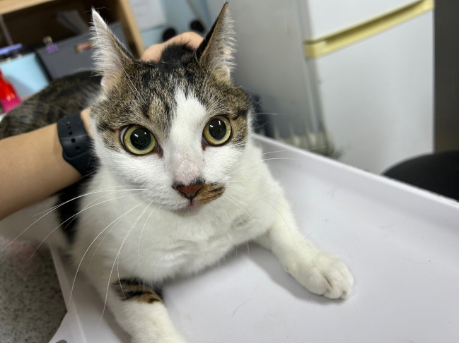 종료(자연사) 한국…